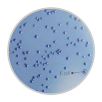 印度HiMedia大腸菌群鑒別顯色瓊脂膜過(guò)濾法M1951