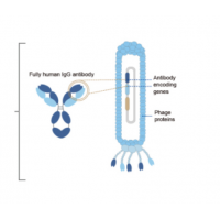 噬菌體展示抗體庫服務(wù)